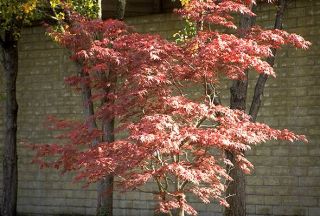 Red Japanese Maple Seedling Trees 3 Tree Special