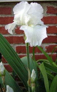 25 White Iris Bulbs *Fragrant Flower * Organically Grown Plants Hardy 