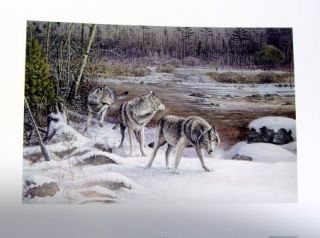 scott zoellick wolf print brule river passage 12 x 8