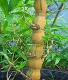 Live Buddha Belly Bambusa Ventricosa Kimmei Bamboo Potted Plant 