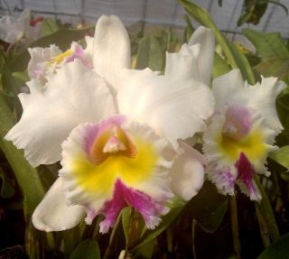 Cattleya Orchid Bc. High Sierra Lynn ~Fragrant White~ 23 Bulbs