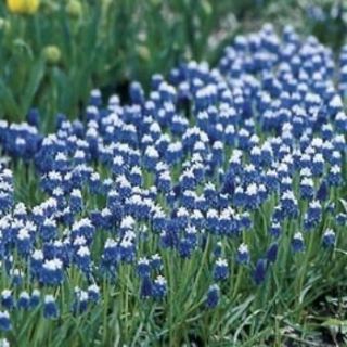 10 Muscari Mount Hood Bulbs Fragrant Blue White Spring Flowers Anti 