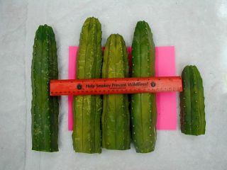actual San Pedro Cactus Cuts you will recieve in this auction