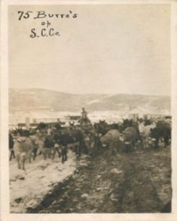 RPPC PLACERVILLE, COLORADO Circa 1910 Mining 75 Burros ar SC Company 