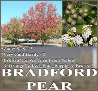 Pyrus Calleryana Bradford Callery Pear Tree Seeds Showy Red Purple 
