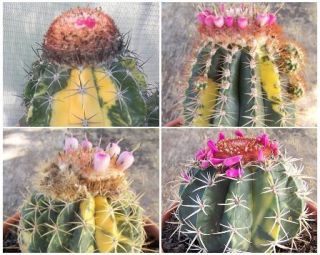   Mix Variegated Variegata Globular cacti Cactus Seed 50 Seeds