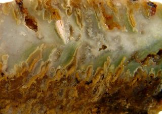 Cady Mountain Plume Agate Lapidary Rough Angel Wing Agate Dr Pepper 