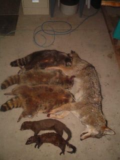 Predator 1 Calling CD Hunting CallsCoyote Wolf Fox