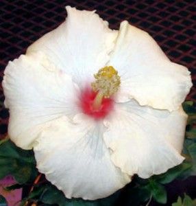 tropical exotic cajun hibiscus plant whipped cream