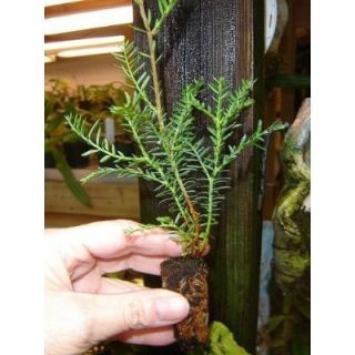 Fast Growing Baby California Redwood Tree Plugs 6 to 8 inches High 
