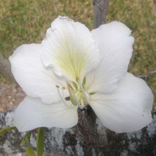 Bauhinia Variegata Candida White Orchid Tree Exotic Orchid Like 