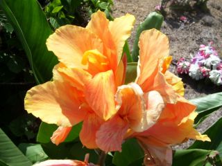 Canna Lily Large Orange Peach & Yellow Blooms & Green Leaves