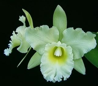 Cattleya Orchid Blc. Campobello Newberry ~ LIMITED ~ 24 Bulbs