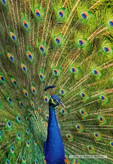 picture of Castorland 1000 pieces jigsaw puzzle Peacock (102594)