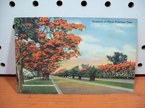 Vintage Linen Postcard Royal Poinciana Trees Florida