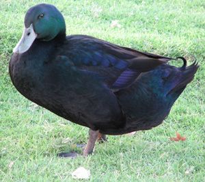 10+ Cayuga Duck Hatching Eggs parent birds from Holderread Waterfowl 