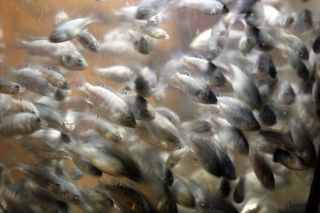   64 50 Protein 1 Pound Koi Bass Catfish Cichild Food