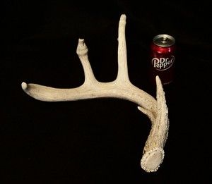 Massive Bulbous Point Central Texas Whitetail Deer Antler Shed H 180 