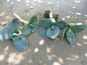 Century Plant Pups Agave Americana Blue Succulent