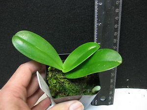 Phalaenopsis cornu cervi orchid species Phal P3