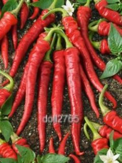 20.Long Red Cayenne Pepper (50+plus seeds)great in hot spicy recipes