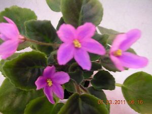 African Violet Chimera Summer Song Starter Plant