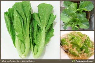 Heirloom Chinese Mustard / Bao Xin Jie Choy/ Kai Choi Vegetable