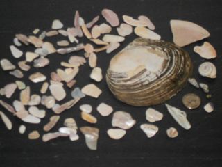   found Mother of Pearl surf tumbled seashell pieces clam LAKE ERIE NR