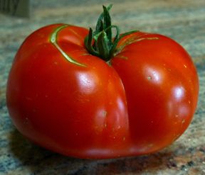 Tomato Oregon Spring Early Cold Tolerant Vegetable Seed
