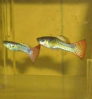 Colorful Snakeskin Live Guppies Freshwater Fish Baby Guppy Fry 2 3