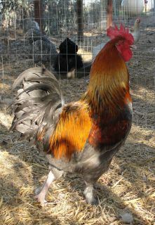  Blue Copper Marans Hatching Eggs Cottage Hill Wade Jeane Line GORGEOUS