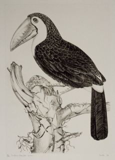Jack Coutu Sulphur Breasted Toucan Signed Art Etching