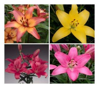 Cottage Farms 12 Piece Hybrid Rainbow Lily Collection —
