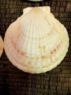  12 large approx. 5.5x6 NATURAL CLAM SHELLS bake cook home decor sea