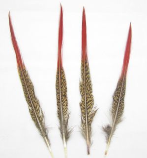  Golden Pheasant Red Tip Tail Feathers 20 25CM Long for Craft Supplies