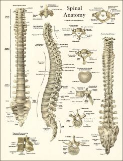 Spinal anatomy poster showing the anterior, posterior and lateral