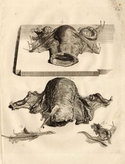 Antique Medical Print UTERUS Cervix Cowper Bidloo 1739