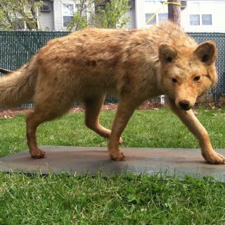  Coyote Life Size Mount Taxidermy