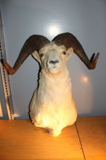 Alaska Dall Sheep RAM Shoulder Head Mount Taxidermy Trophy