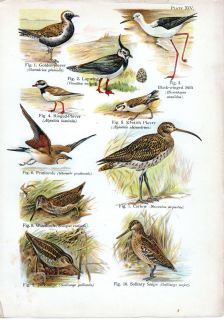 1908 Bird Print Curlew Solitary SNIPE Ringed Plover Lapwing Woodcock