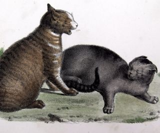 1836 Gorrfried Mind Handcolored Stone Litho Cats Playing