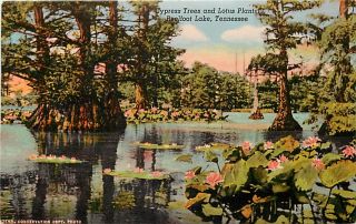 TN Reelfoot Lake Cypress Trees Lotus Plants T32959