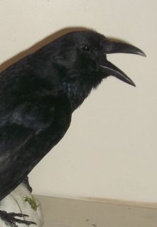 Taxidermy Crow Raven RAM Skull Goth Gothic Stuffed Bird
