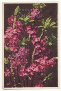 Daphne Mezereum Mezereon Toxic Plant Flowers c1940s 50s Postcard Thor