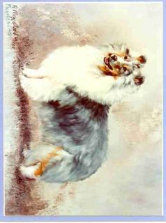 Blue Merle Shetland Sheepdog Dog Print Ruth Maystead
