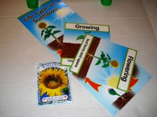 Sunflower Life Cycle Cards Seeds Preschool Earth Day