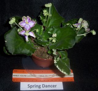 african violet Spring Dancer