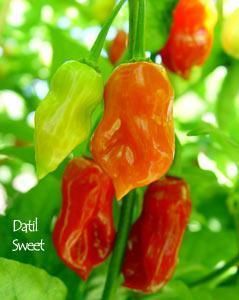 Datil Sweet Chile Pepper Seeds Multi Qty