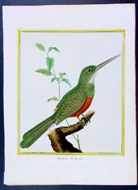 1765 Buffon Antique Bird Print Jacamar of South America