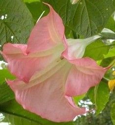 FROSTY BABY Pink Angel Trumpet ~Brugmansia PLANT, 12 TRUMPETS